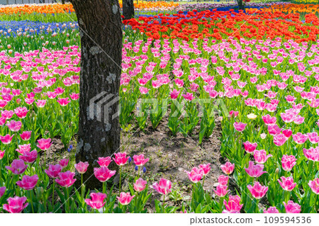 [Flower material] A field of tulips [Nagano Prefecture] 109594536