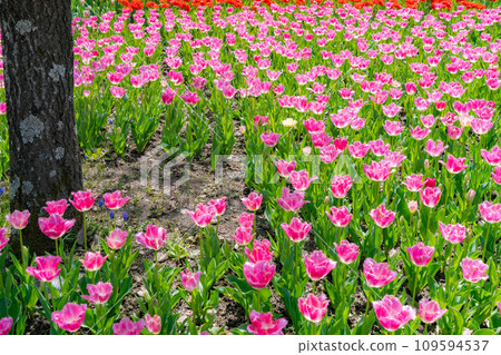 [Flower material] A field of tulips [Nagano Prefecture] 109594537