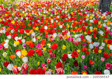[Flower material] A field of tulips [Nagano Prefecture] 109594547