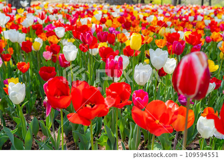 [Flower material] A field of tulips [Nagano Prefecture] 109594551