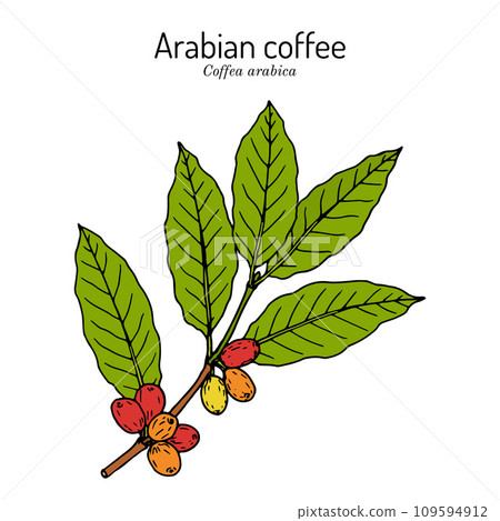 Coffee tree branch (coffea arabica) Coffee tree branch (coffea arabica) 109594912