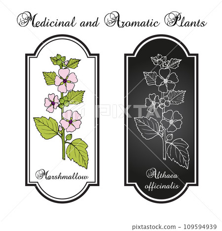 Marsh mallow or marshmallow (Althaea officinalis), medicinal and ornamental plant 109594939