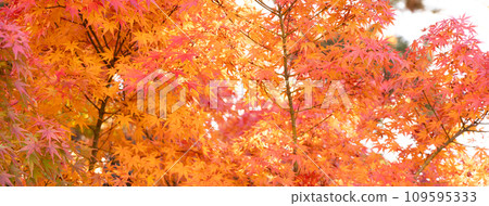 日本 美麗 楓葉 旅遊 背景 楓樹  Maple leaf メープルリーフ 紅葉 モミジ もみじ 109595333