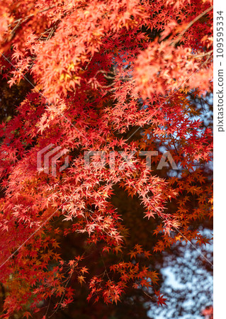日本 美麗 楓葉 旅遊 背景 楓樹  Maple leaf メープルリーフ 紅葉 モミジ もみじ 109595334