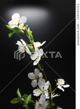 Thin Branch Of Fruit Tree In Blossom Detailed View On Black Background Thin Branch Of Fruit Tree In Blossom Detailed View On Black Background 109595351