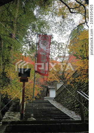 The approach in front of the Imperial Envoy Gate to Nishiyama Koryuji Temple, the 10th temple of Shikoku's 20 sacred sites, a famous spot for autumn leaves The approach in front of the Imperial Envoy Gate to Nishiyama Koryuji Temple, the 10th temple of Shikoku's 20 sacred sites, a famous spot for autumn leaves 109595405
