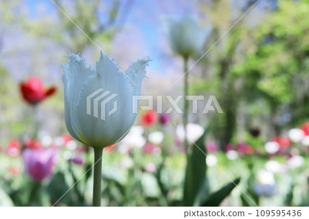 White tulip blooming on the background of a flower plantation, bulbous plants, park, botanical garden, spring landscape White tulip blooming on the background of a flower plantation, bulbous plants, park, botanical garden, spring landscape 109595436