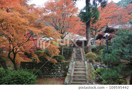 View of the main hall from in front of the Hoshukan of Nishiyama Koryuji Temple, the 10th temple of Shikoku's 20 sacred sites, a famous spot for autumn leaves 109595442
