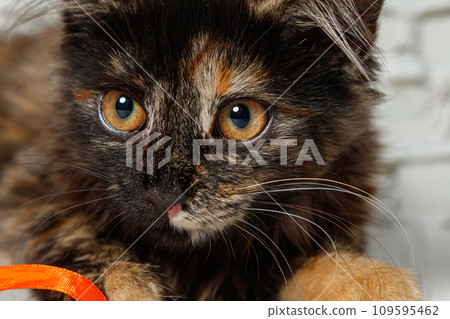 Beautiful little cat girl on a background of a brick wall 109595462