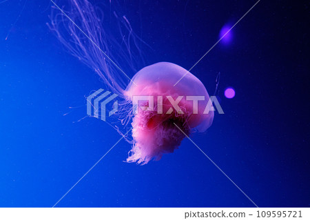 macro of a beautiful jellyfish cyanea capillata macro of a beautiful jellyfish cyanea capillata 109595721