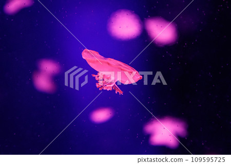 macro of a beautiful jellyfish cassiopea andromeda 109595725