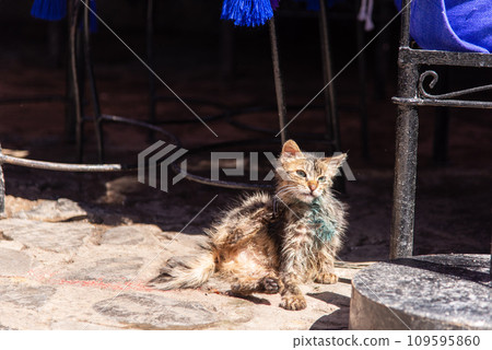 Cats living in the blue town of Chefchaouen in Morocco, North Africa Cats living in the blue town of Chefchaouen in Morocco, North Africa 109595860