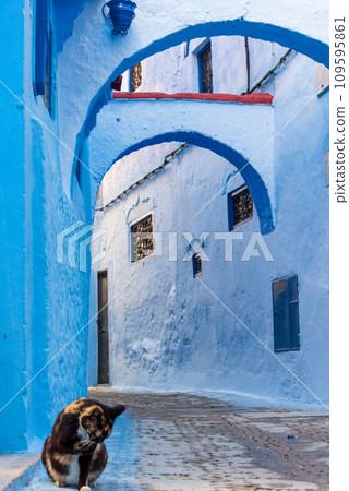 住在北非摩洛哥藍色小鎮舍夫沙萬的貓 住在北非摩洛哥藍色小鎮舍夫沙萬的貓 109595861