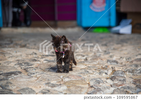 Cats living in the blue town of Chefchaouen in Morocco, North Africa Cats living in the blue town of Chefchaouen in Morocco, North Africa 109595867