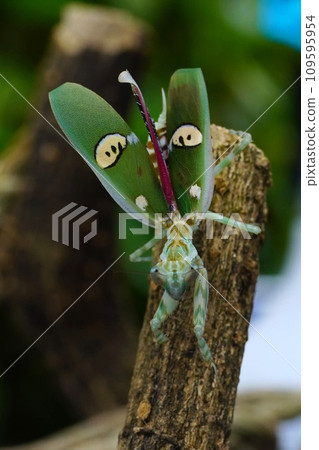 A cose up of Creobroter gemmatus or a common name jeweled flower mantis, is a species of praying mantis native to Asia. A cose up of Creobroter gemmatus or a common name jeweled flower mantis, is a species of praying mantis native to Asia. 109595954