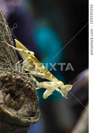 A close-up of Creobroter pictipennis or an Indian flower mantis sitting on a tree branch, a species of praying mantis native to Asia. A close-up of Creobroter pictipennis or an Indian flower mantis sitting on a tree branch, a species of praying mantis native to Asia. 109595956