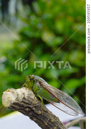 A close-up photo of a green cicada sitting on a tree branch A close-up photo of a green cicada sitting on a tree branch 109595957