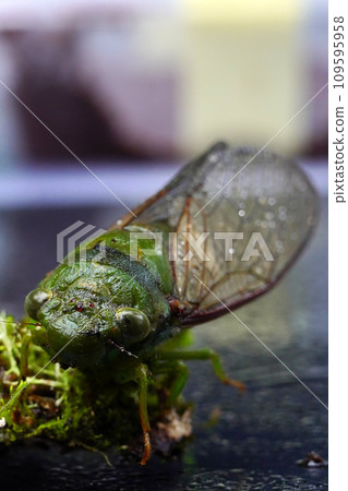A close-up photo of a green cicada sitting on a tree branch 109595958