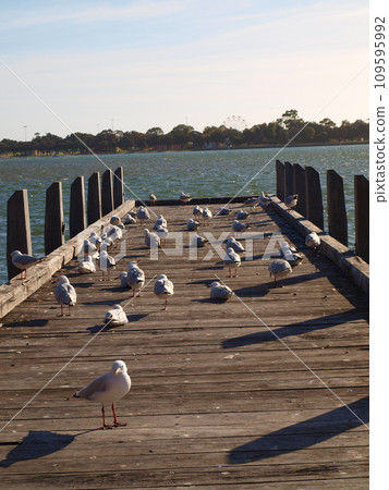 flock of seagulls on the pier at the beach 109595992
