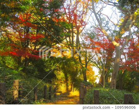 池上本門寺公園的秋葉 109596006