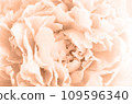 Close up of a beautiful peach fuzz peony flower, pastel colour, macro shot 109596340