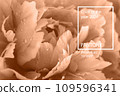 Close up of a beautiful peach fuzz peony flower, pastel colour, macro shot 109596341