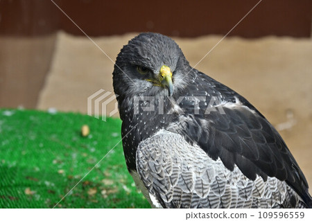 來自Matsue Vogel Park 109596559