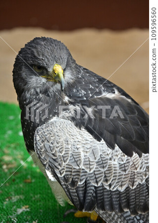 來自Matsue Vogel Park 來自Matsue Vogel Park 109596560