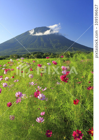 Autumn cherry blossoms and Mt. Yotei in Makkari Village, Hokkaido 109596627