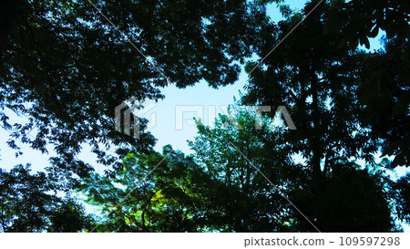 The scenery when looking up overhead in the forest The scenery when looking up overhead in the forest 109597298