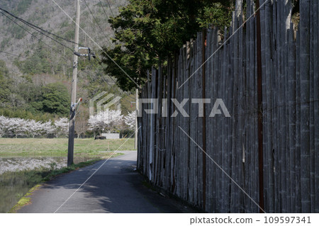 有竹牆的老民居 109597341