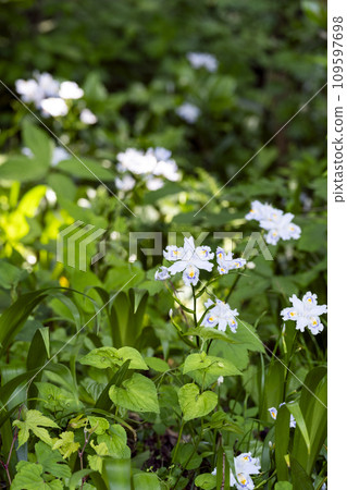 Image of Satoyama surrounded by fresh greenery 109597698