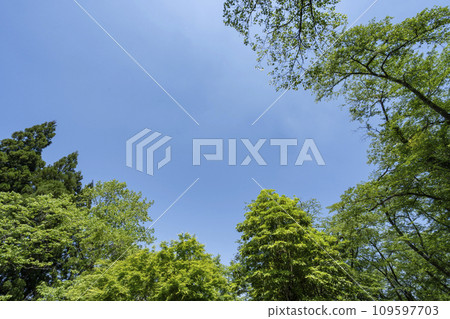 Landscape with fresh green and blue sky 109597703