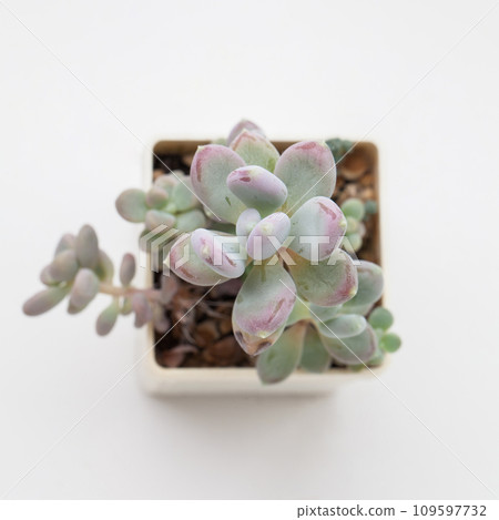 Green Pachyphytum Glutinicaule Succulent houseplant top view Green Pachyphytum Glutinicaule Succulent houseplant top view 109597732