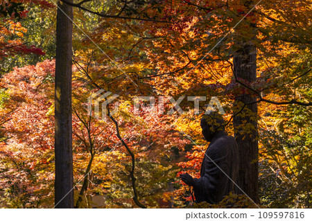 Kyoto in autumn, Komamori Daishi at Kumano Kannonji Temple is covered in autumn leaves 109597816
