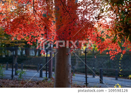 Autumn leaves on park trees 109598126