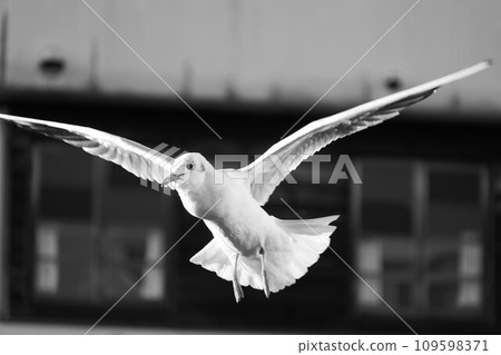 seagull seagull 109598371
