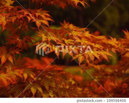 Beautiful autumn leaves that turned red in autumn in Japan. Japanese Maple tree called Acer Palmatum Fireglow in bright sunshine. 109598408