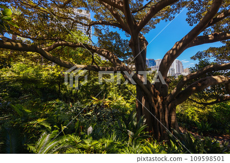 Wendy Whiteley's Secret Garden in Australia Wendy Whiteley's Secret Garden in Australia 109598501