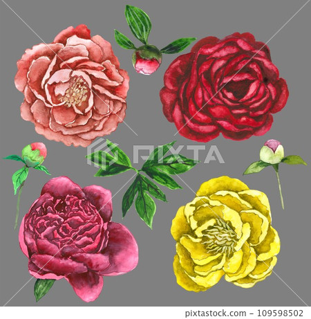 Hand drawn peony flowers set Hand drawn peony flowers set 109598502