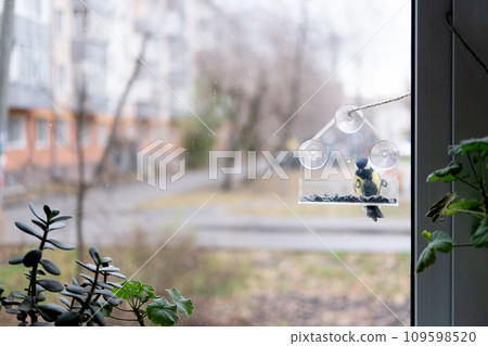 titmouse has seeds in a transparent feeder, in winter, copy space. Bird care in winter 109598520