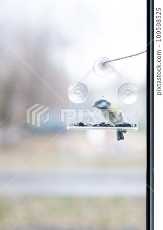 titmouse has seeds in a transparent feeder, in winter, copy space. Bird care in winter 109598525