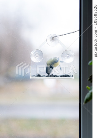 titmouse has seeds in a transparent feeder, in winter, copy space. Bird care in winter titmouse has seeds in a transparent feeder, in winter, copy space. Bird care in winter 109598526