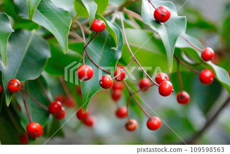 Autumn scenery: Red berries of Soyogo 109598563