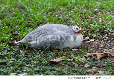 The guineafowl is rest on nature garden under tree 109598726