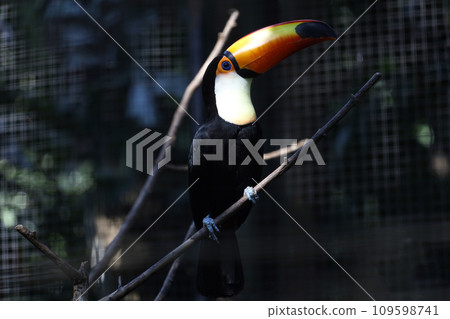 The toco toucan bird on the wood tree 109598741