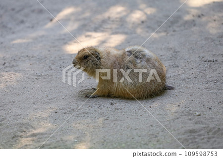 Black tailed prairie dog is sit down on sand 109598753