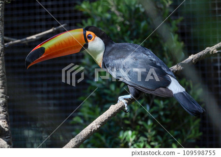 The toco toucan bird on the wood tree 109598755