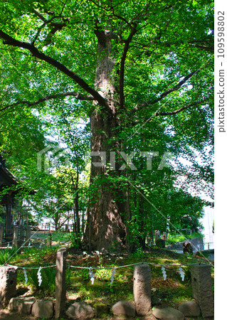 諏訪神社(東京都荒川區西日暮瑞) 諏訪神社(東京都荒川區西日暮瑞) 109598802