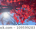 鮮紅的秋葉 109599283